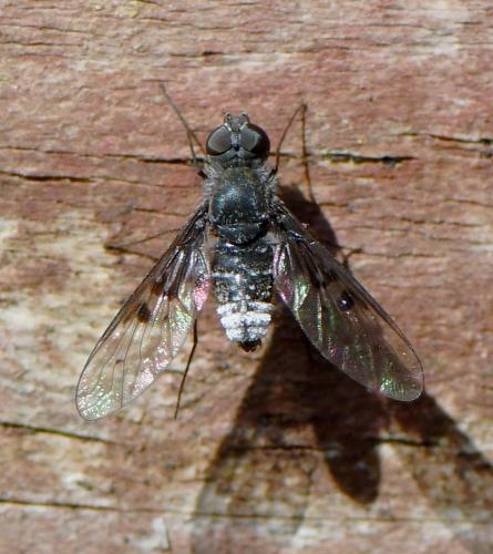 Réf. 241 292 : Anthrax trifasciatus